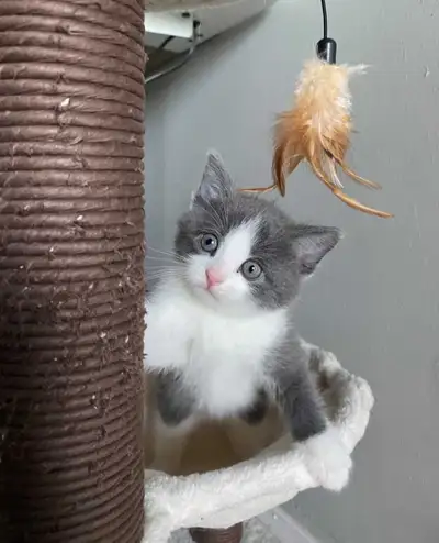 Chaton affectueux , View more