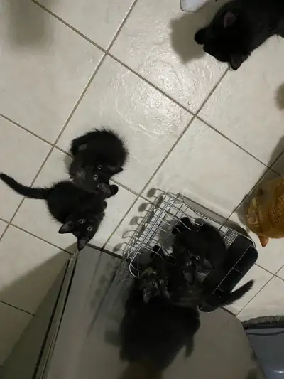 Kittens to good homes, View more