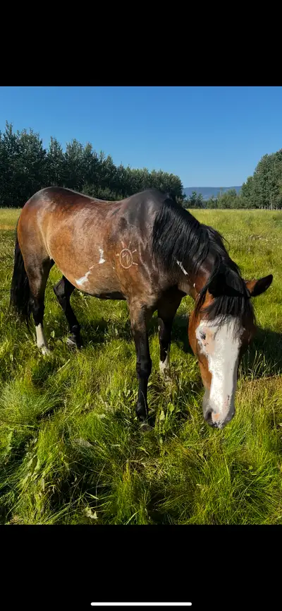 5 year old Paint/ Draft Gelding, View more
