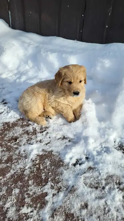 golden retriever, View more
