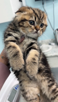 SCOTTISH FOLD - Baby Boy 