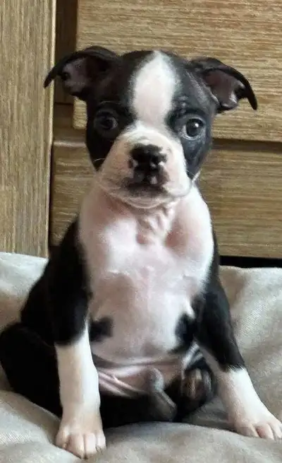 Boston terrier mâle, View more