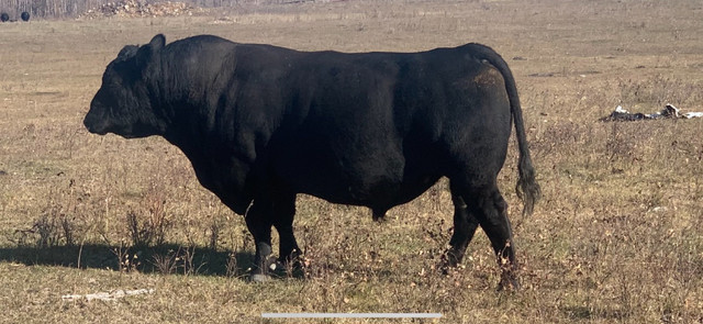 WAVENY ANGUS - Black Angus 2 Yr Old and Yearling Bulls for Sale in Livestock in Saskatoon - Image 2
