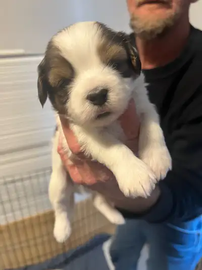 Shitzu/havanece, View more