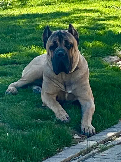14 month cane corso, View more