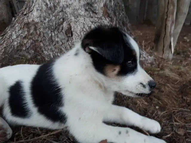 BORDER COLLIE/ LAB in Dogs & Puppies for Rehoming in Muskoka - Image 3