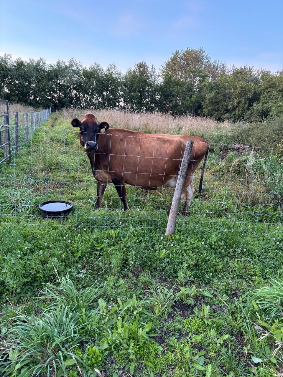 Purebred Registered Jersey Milk Cow | Livestock | Edmonton | Free local ...
