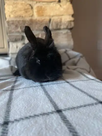 Lionhead bunny for sale, View more
