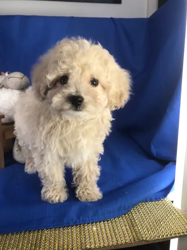 Maltipoo puppies male or female $1300 in Dogs & Puppies for Rehoming in Calgary - Image 5