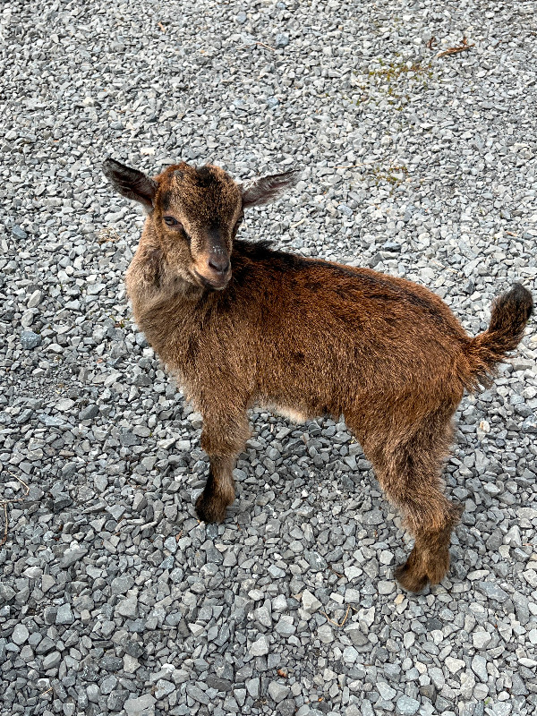 Mini goat babies in Livestock in Ottawa - Image 3