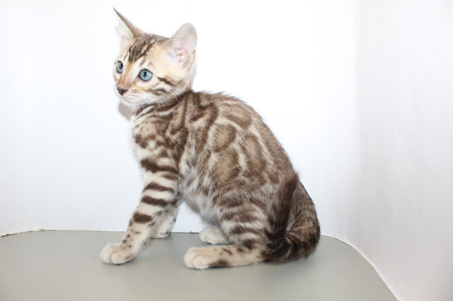 Registered Bengal Kittens in Cats & Kittens for Rehoming in City of Halifax - Image 2