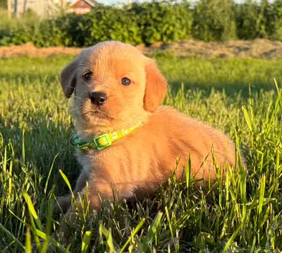 Northern Ontario - Golden Labrador Springer puppies, View more
