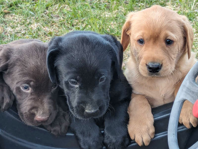 Pure Bred Lab Puppies 