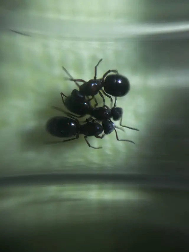 Formica neourfibarbis queens and colony  in Small Animals for Rehoming in Mississauga / Peel Region - Image 4