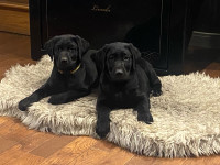Black lab puppies 