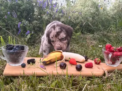 Berger australien mix labrador recherchent famille pour la vie, Voir plus