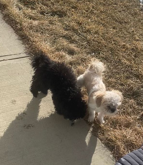 2 puppies for sale 1 male & 1 female Dogs & Puppies for Rehoming Calgary Kijiji