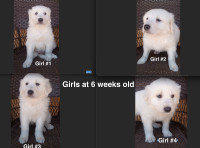 Great Pyrenees Puppies looking for work.