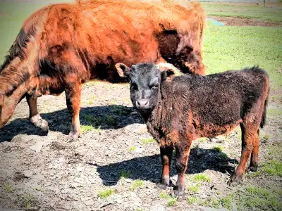 Jersey Dexter cross heifer, View more