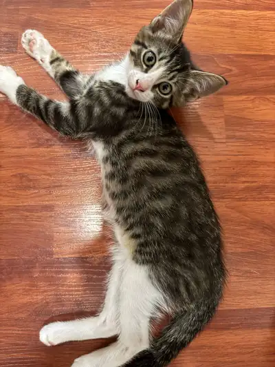 Domestic Shorthair (Gray & White Tabby), View more