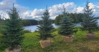 Evergreen Spruce Trees For Sale in Collingwood Area.