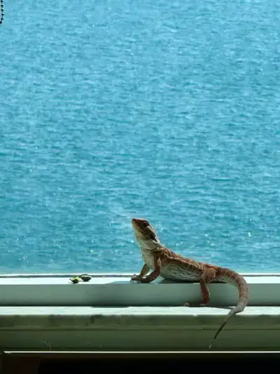 Bearded Dragon (Rare Morph) + Full Setup – Only $300 Selling my bearded dragon with full setup at a...