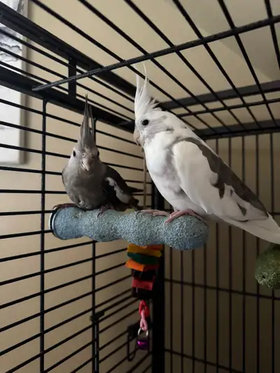 cockatiels , View more