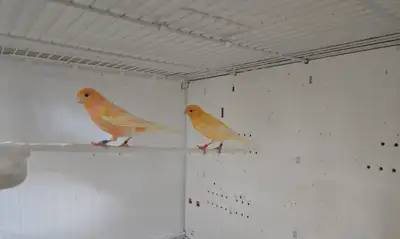 Canary Pair For Sale, View more