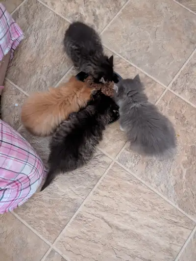 Kittens for sale, View more