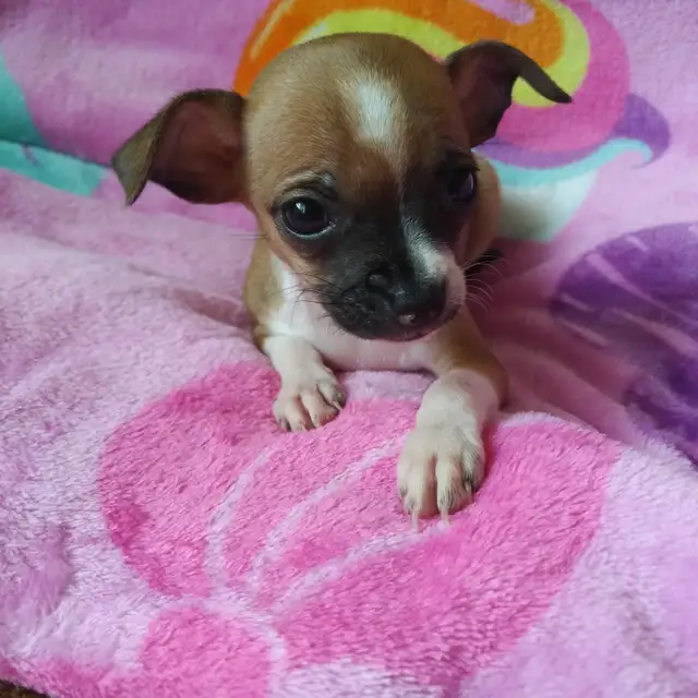 Très petits chihuahuas X minpin in Dogs & Puppies for Rehoming in Longueuil / South Shore - Image 7