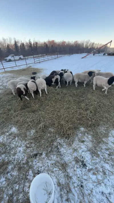 Dorper Cross Wether Lambs, View more