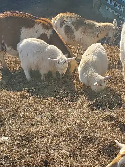 A few baby goats ready to go, View more