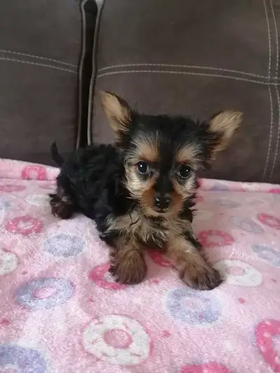 Yorkshire.  2 femelles, View more