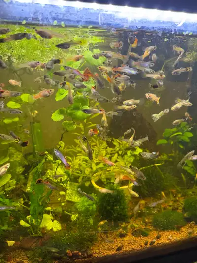 guppy guppy, View more