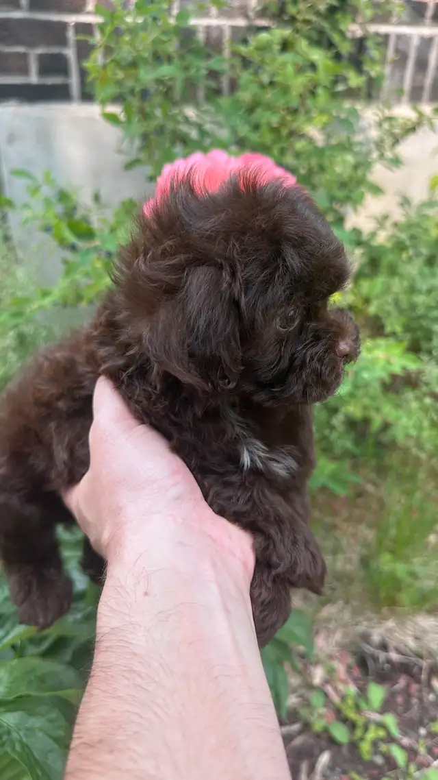 Shih-pool impérial prêt maintenant in Dogs & Puppies for Rehoming in Longueuil / South Shore - Image 3
