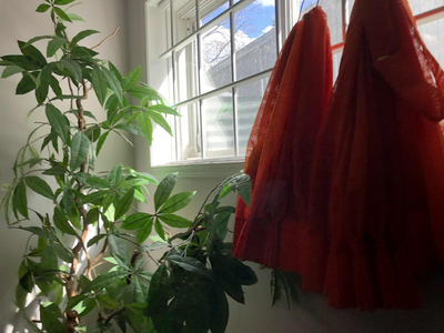 Indoor Plant – 4–6 ft Tall, View more