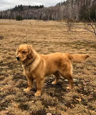 Gorgeous Purebred Golden Retriever puppies. Reserve your puppy ., View more