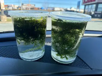 Top aquarium floating mix More fancy & healthy fish tank Keeps water clear & repels algae Pistia-sal...