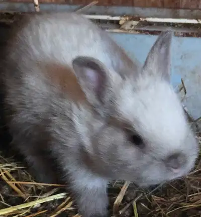 Dwarf cross holland lop bunnies , View more