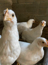 Layer pullets