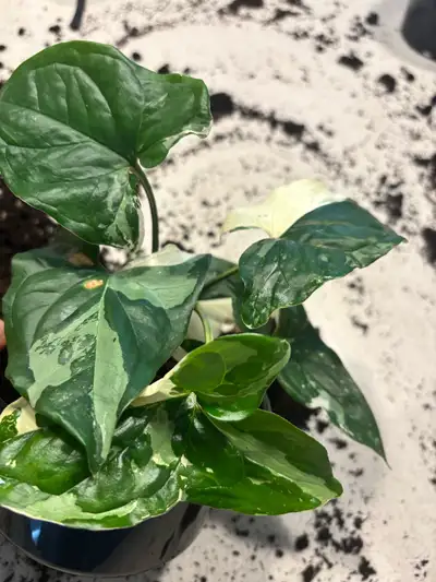 Mint x breed turtle plant- extremely rare, View more