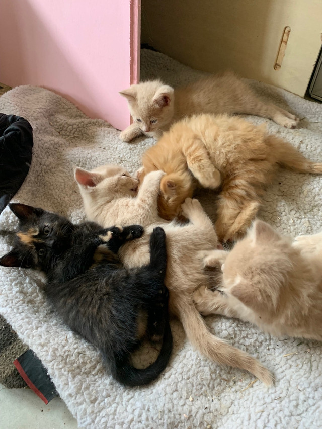 Kittens for adoption to loving home Cats & Kittens for Rehoming