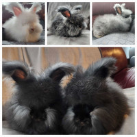 English Angora Rabbits