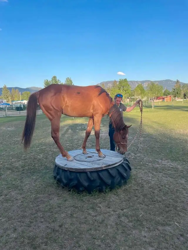 2023 filly  in Horses & Ponies for Rehoming in Cranbrook - Image 3