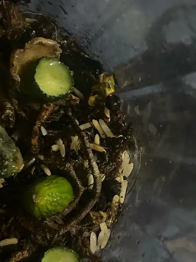 Spring Tails, View more