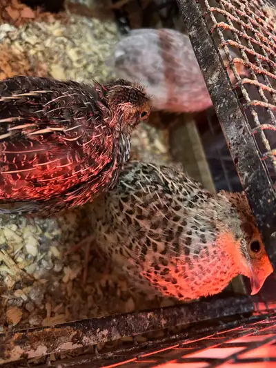 Coturnix Quail, View more