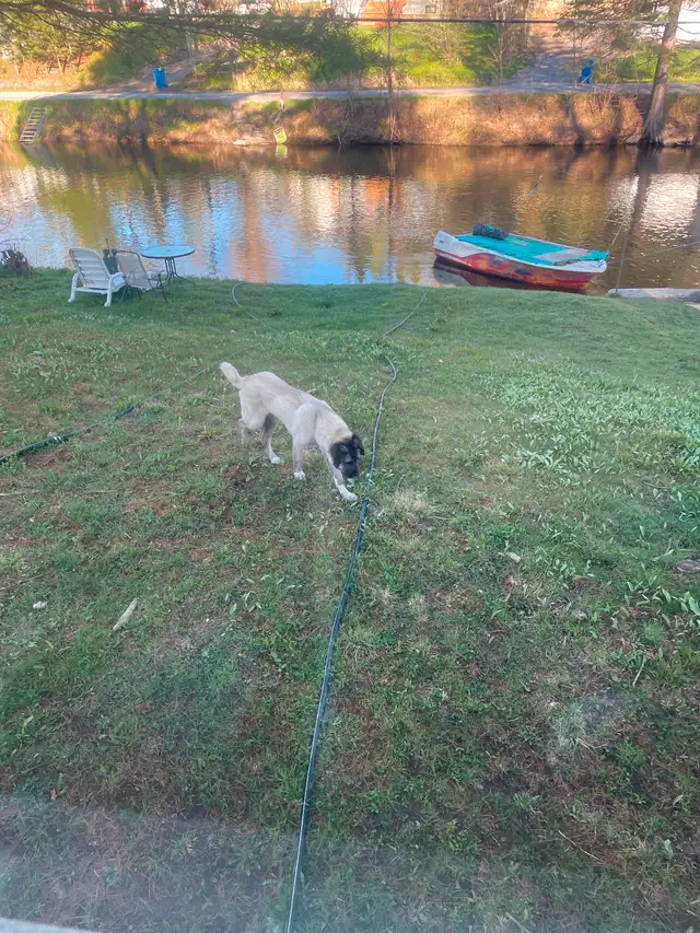 Kangal male 7 months old in Dogs & Puppies for Rehoming in Gatineau - Image 4