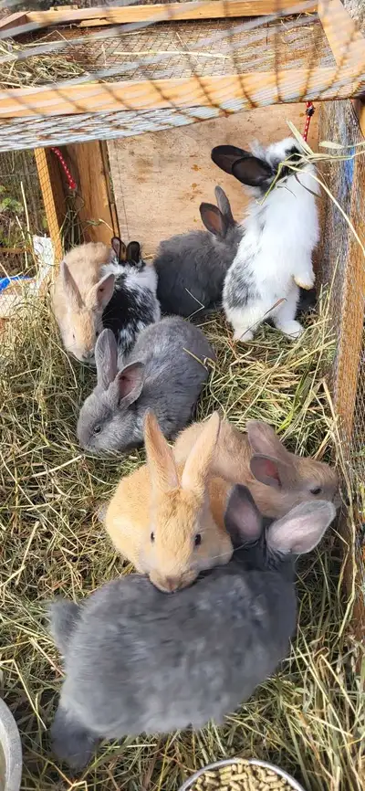 Young Rabbits ( American Blue ), View more