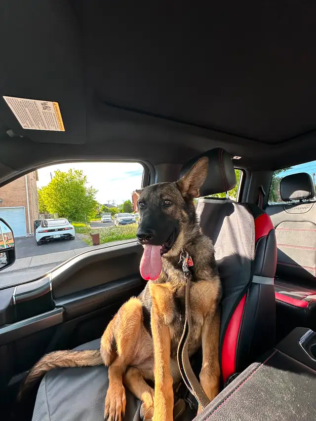 Pure German Shepherd (DDR) female puppy for sale‼️出售纯种东德牧羊犬‼️ in Dogs & Puppies for Rehoming in City of Montréal - Image 3