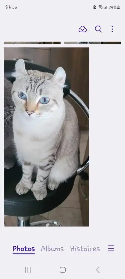 Mon petit couple Perla et Darius vont avoir des chatons pour fin mars je vous montre quelques photos...